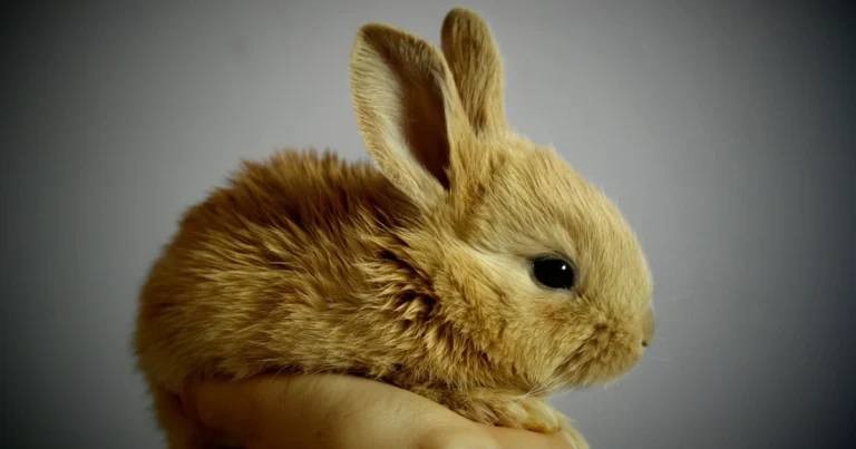 rabbit breeds