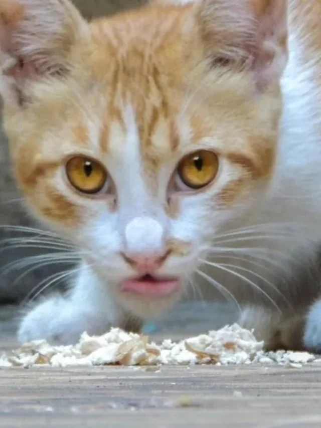 Chewy Cat Food