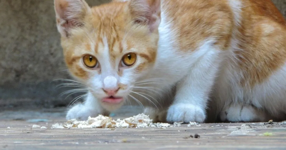 Chewy Cat Food