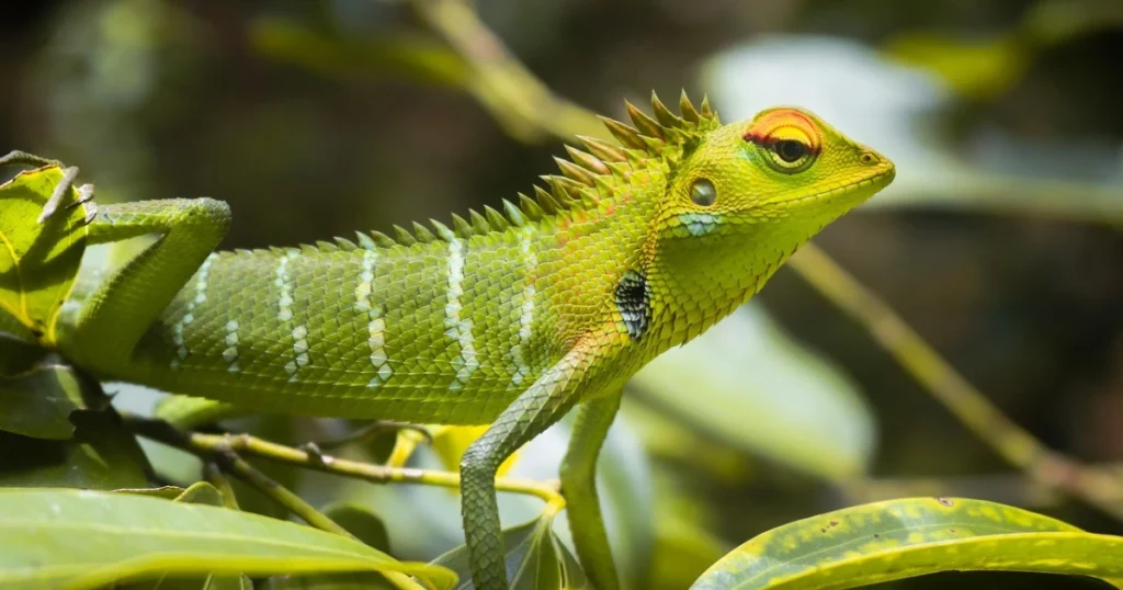 Lizards as pets