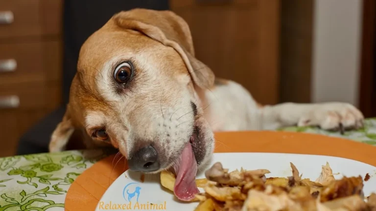 The Rise of Wagyu Dog Food: When Premium Pet Nutrition Meets Luxury Dining